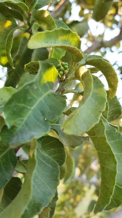 Schinus latifolius fruit