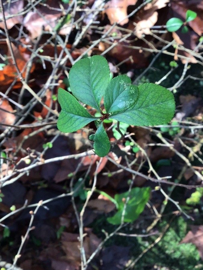Chaenomeles × superba