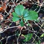 Chaenomeles × superba