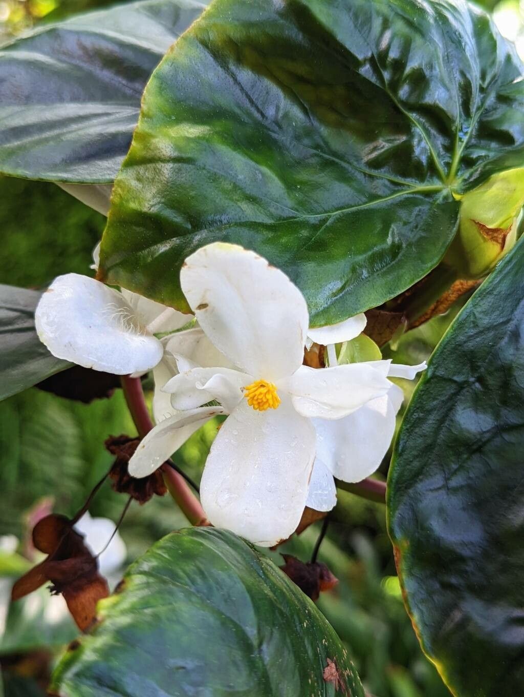 Begonia fernandoi-costae flower