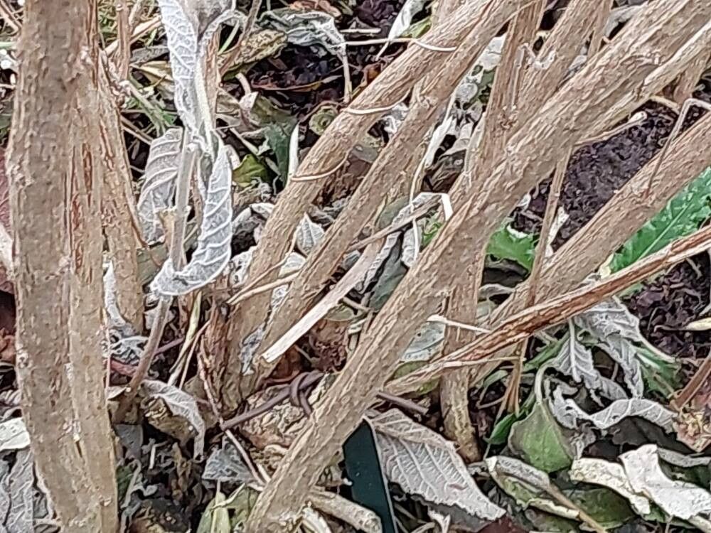 Colquhounia vestita bark