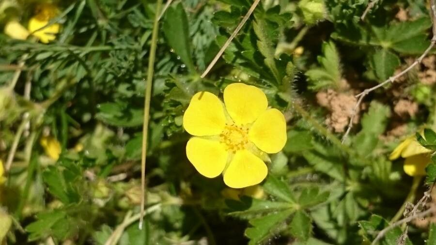 Potentilla pyrenaica flower