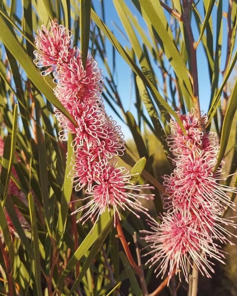 Hakea drupacea flower