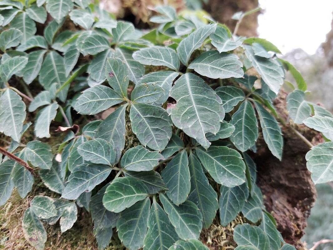 Tetrastigma serrulatum — search result for 'Tetrastigma'