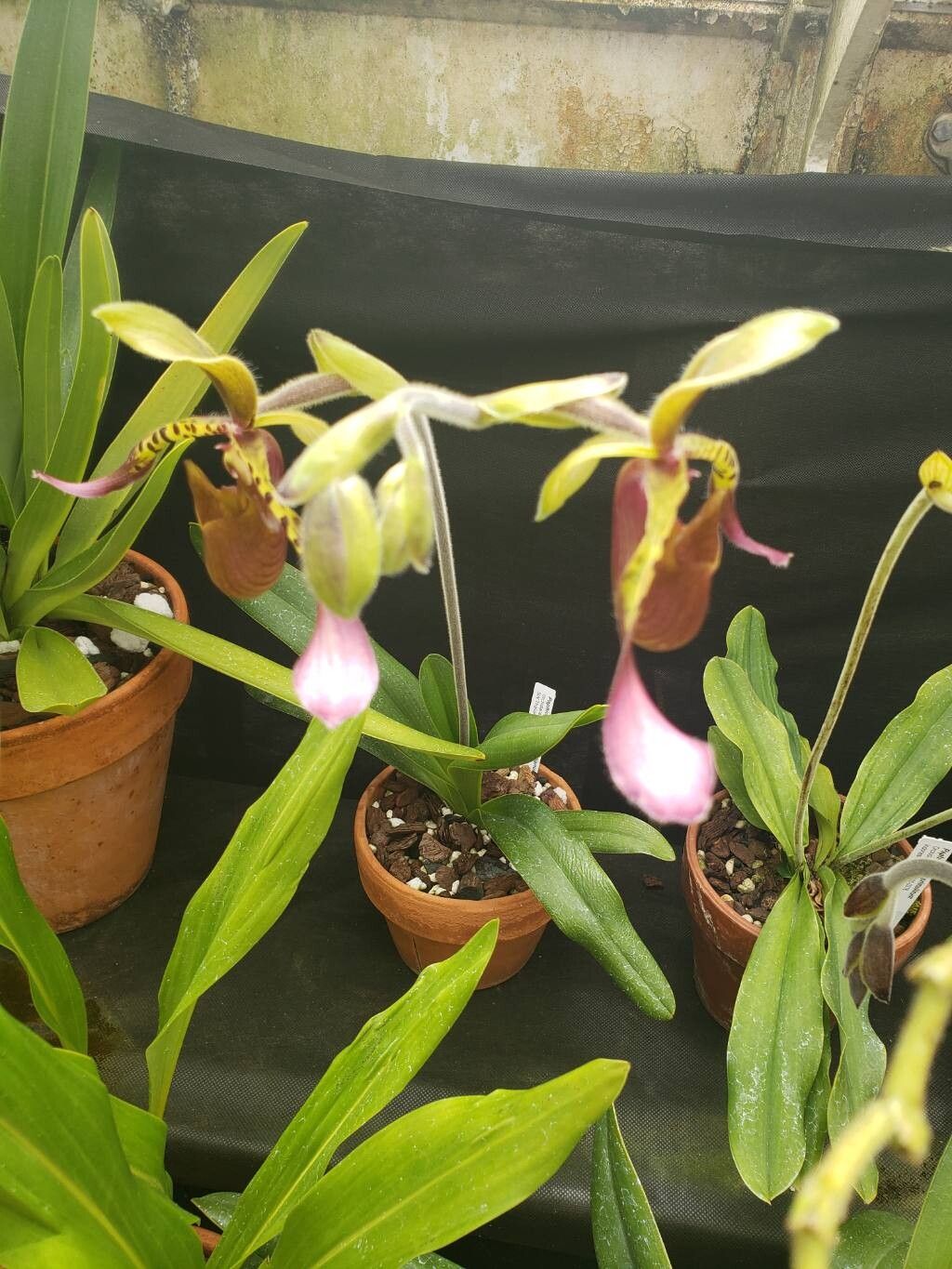 Paphiopedilum vejvarutianum habit