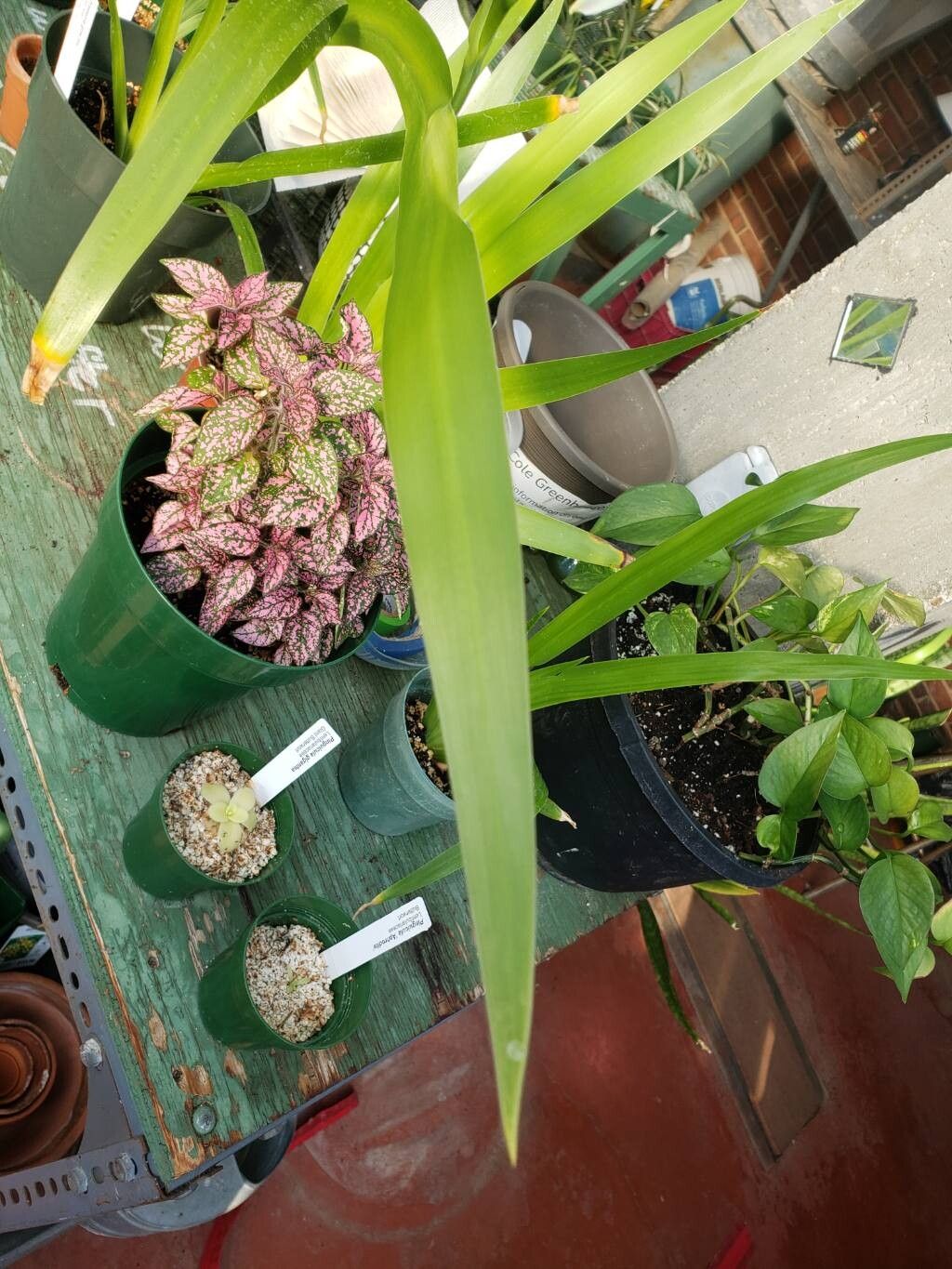 Trimezia gracilis leaf