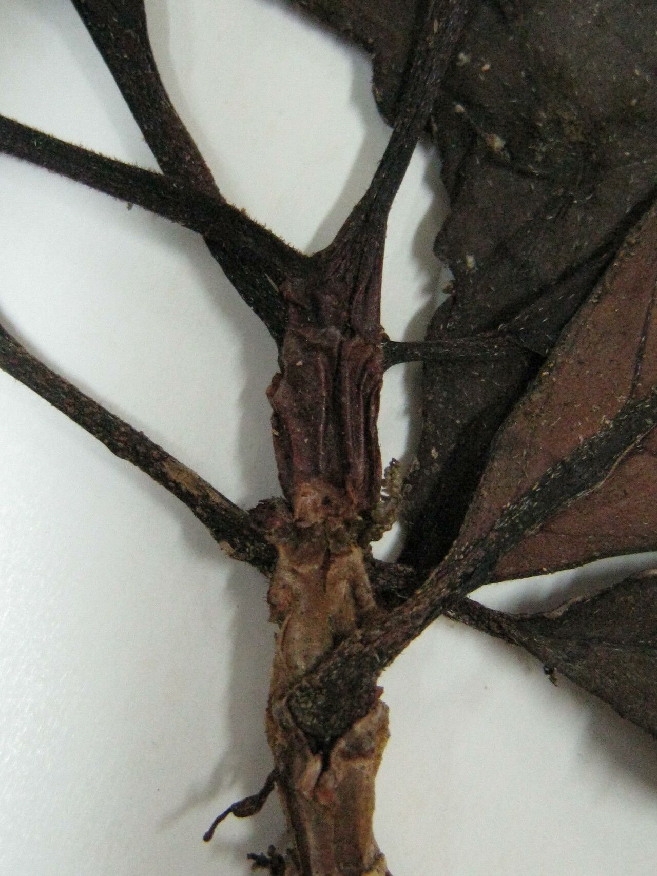 Drymonia coccinea other