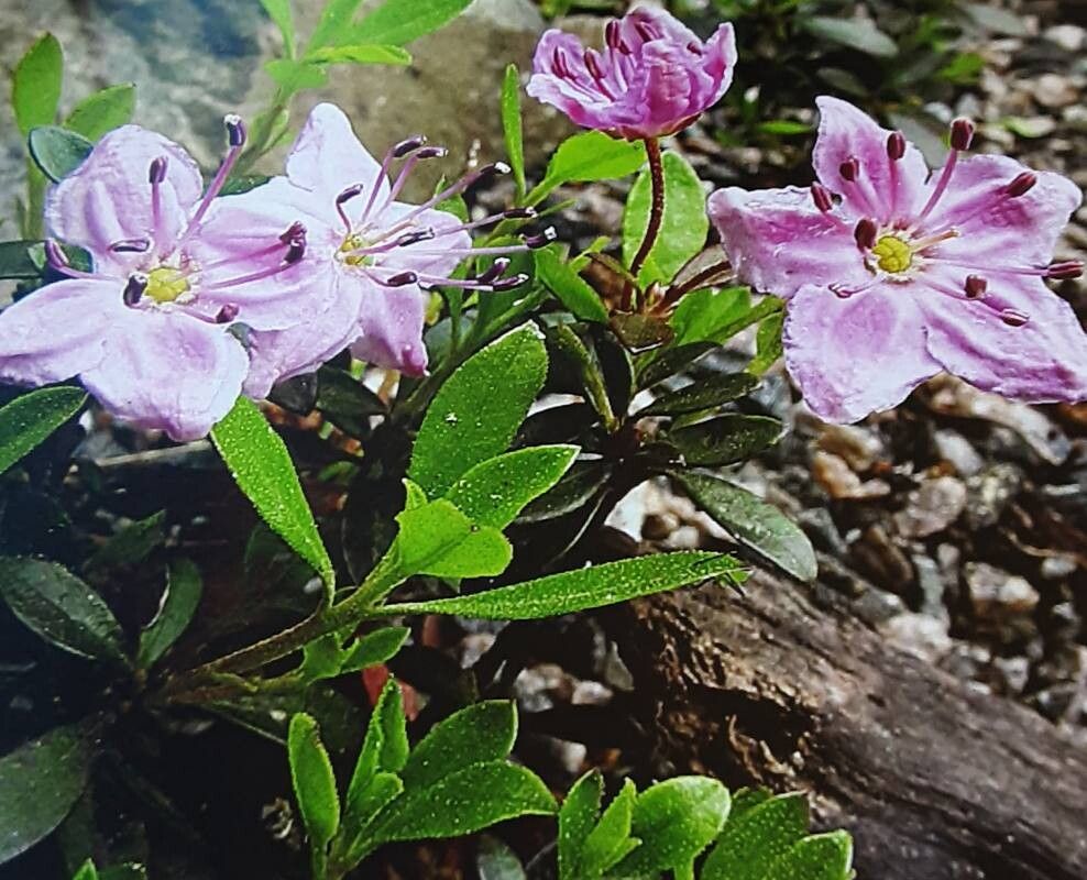 Kalmiopsis fragrans — houseplant care guide