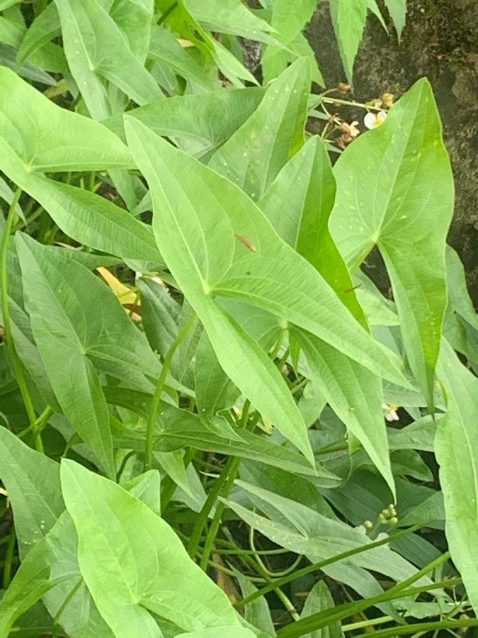 Sagittaria rigida leaf