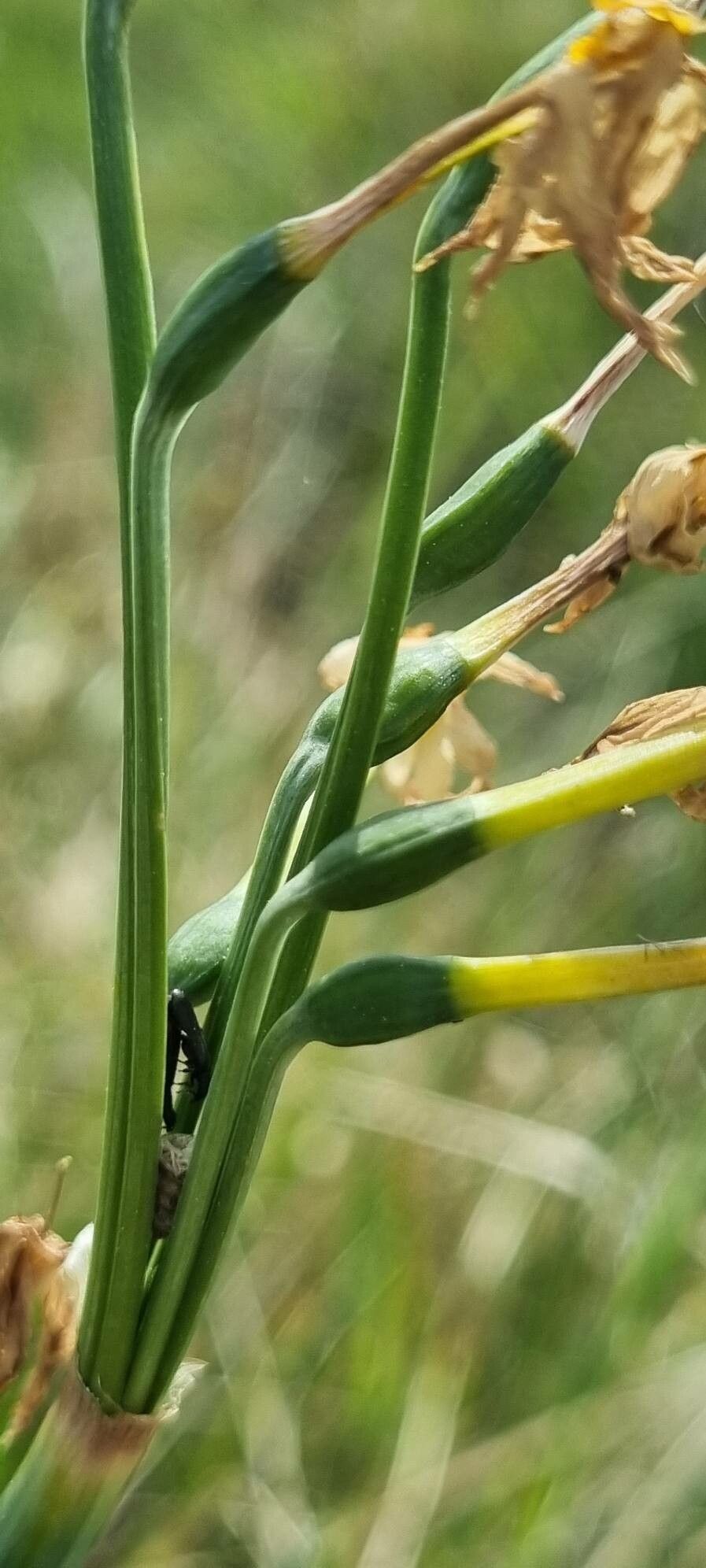 Narcissus tazetta fruit