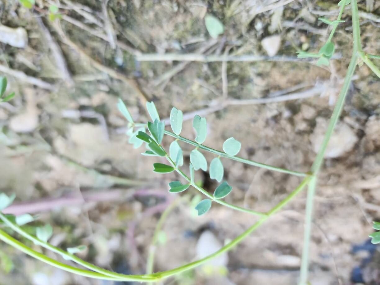 Hippocrepis bicontorta — related species from the same genus