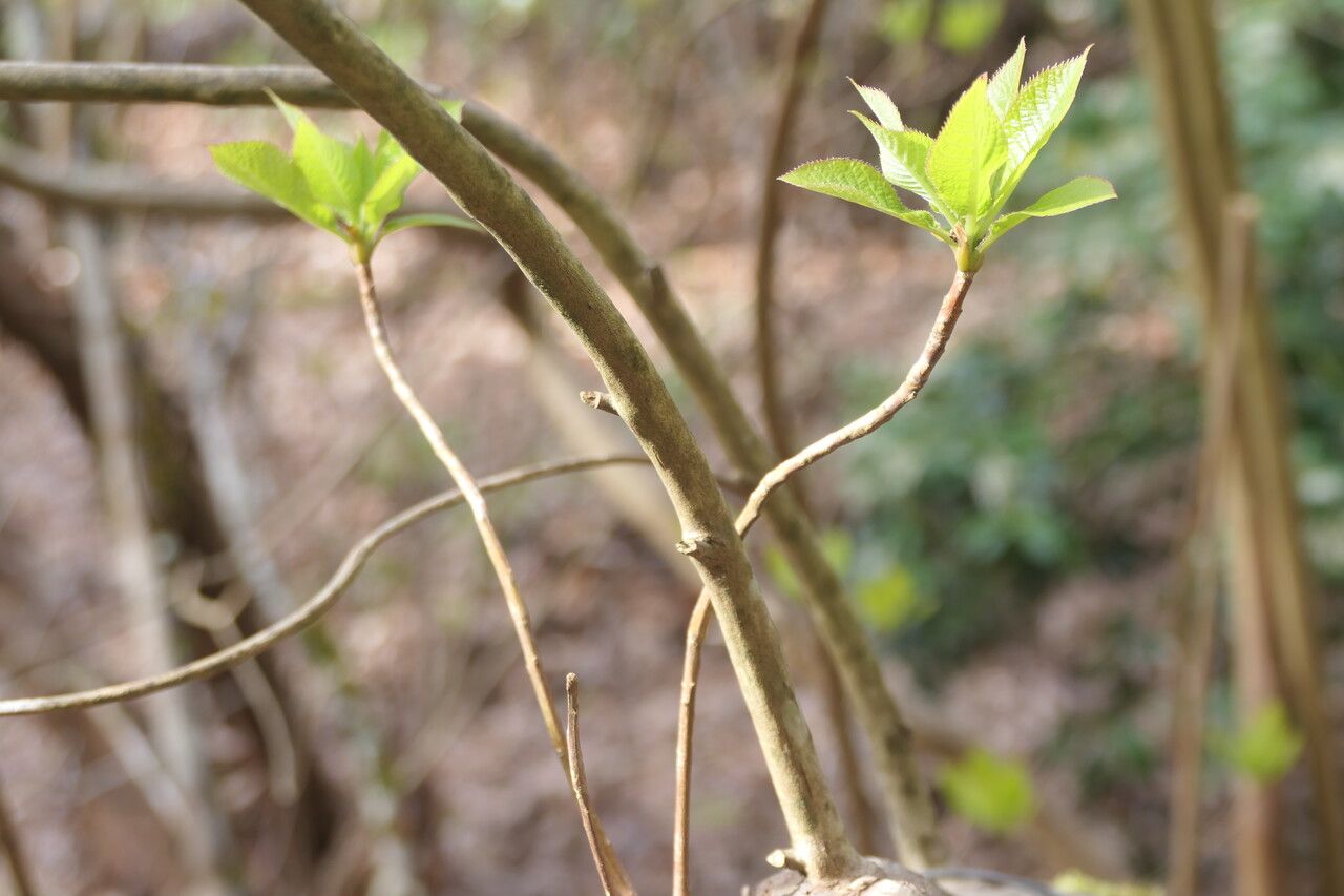 Clethra fargesii leaf