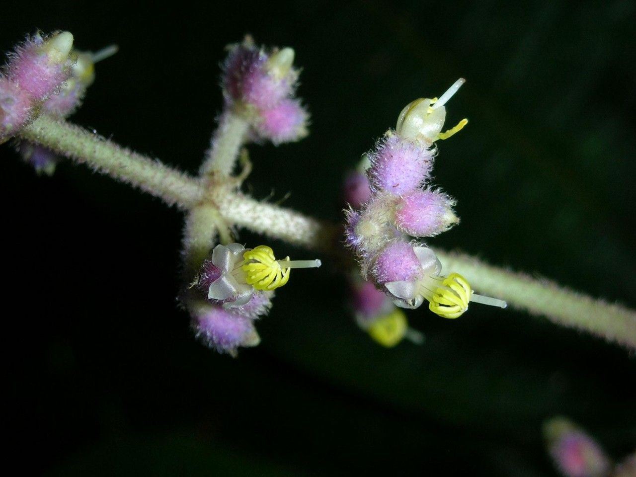 Miconia dorsiloba flower