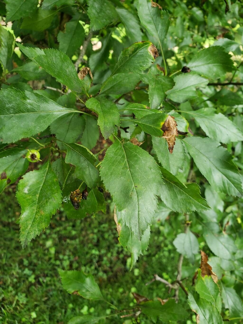 Crataegus nitida — search result for 'Crataegus'