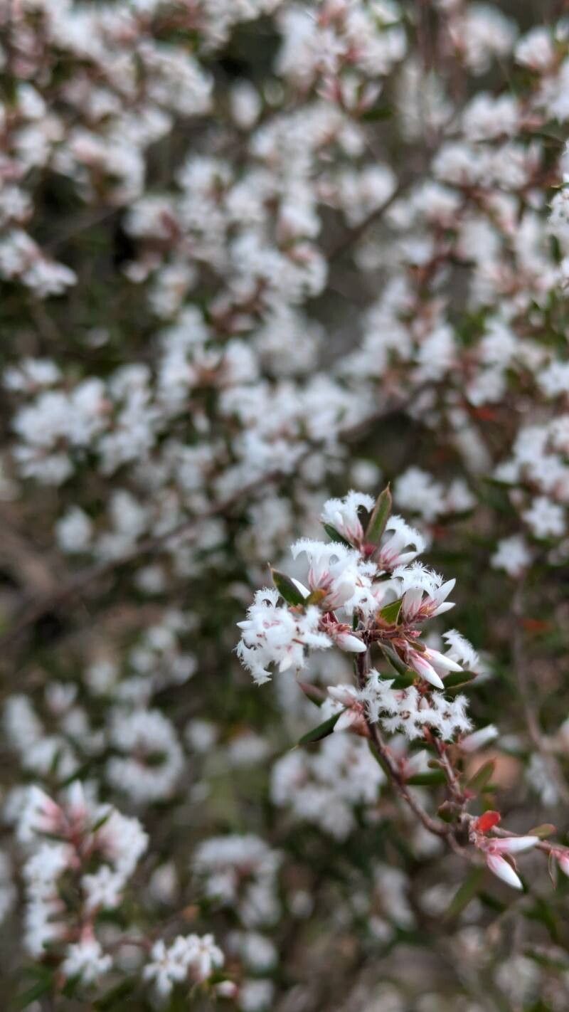 Leucopogon virgatus — houseplant care guide