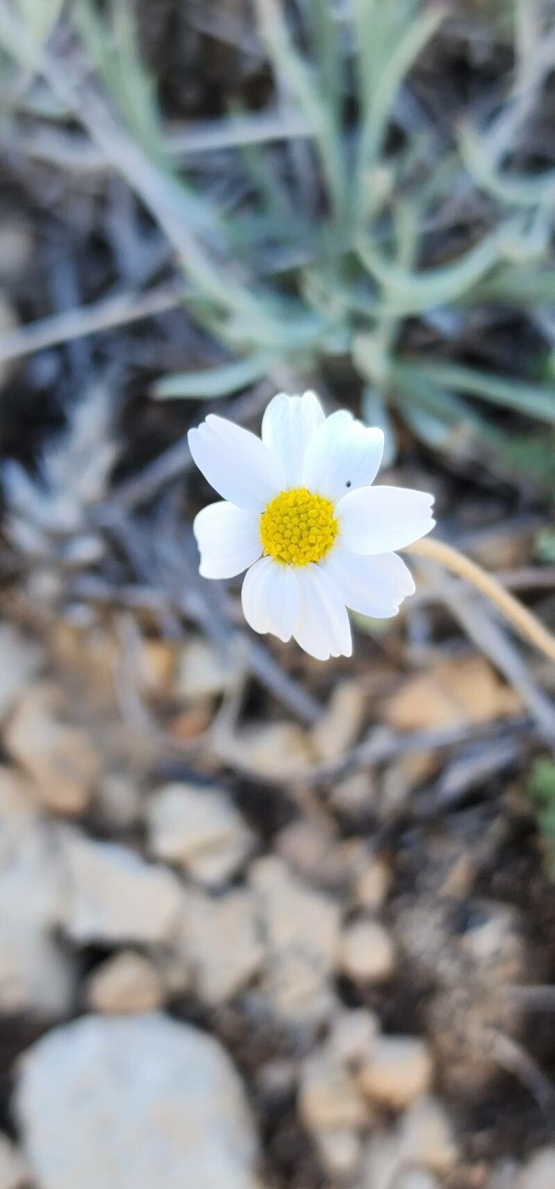 Anthemis odontostephana flower