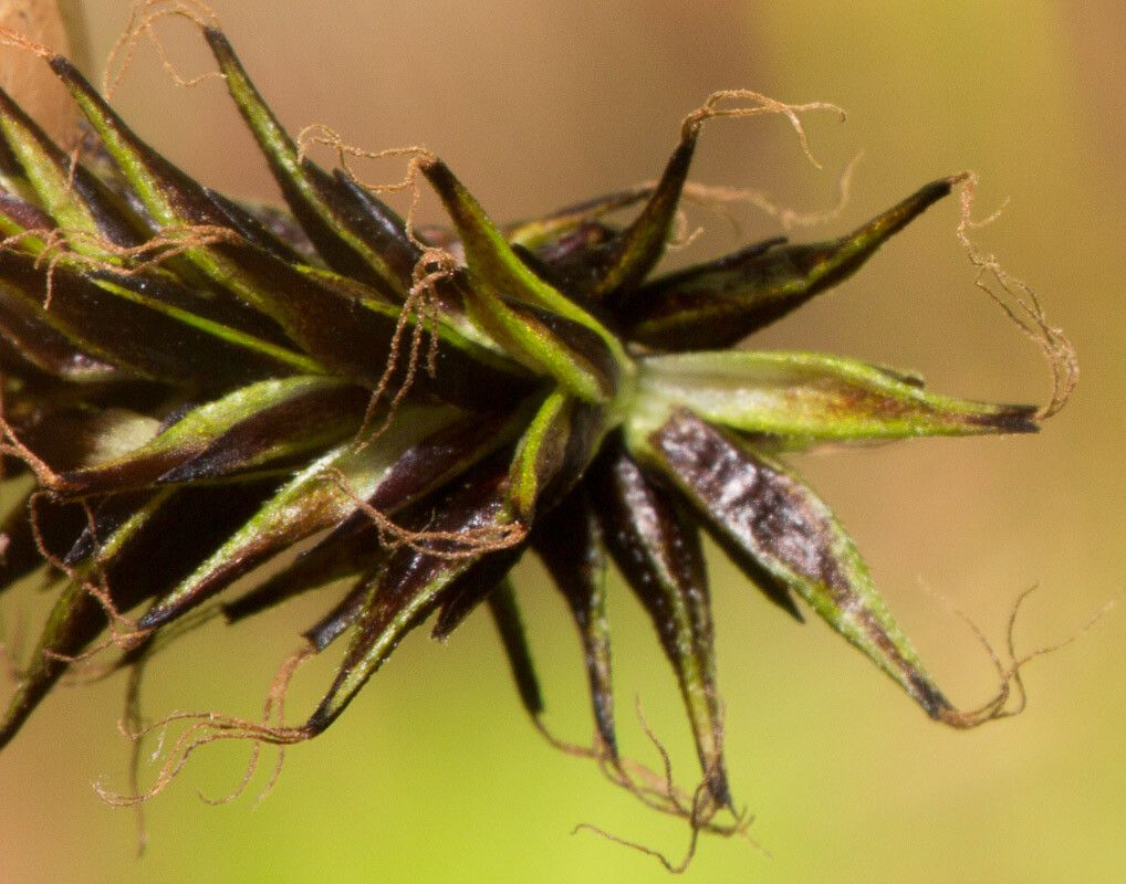 Carex frigida flower