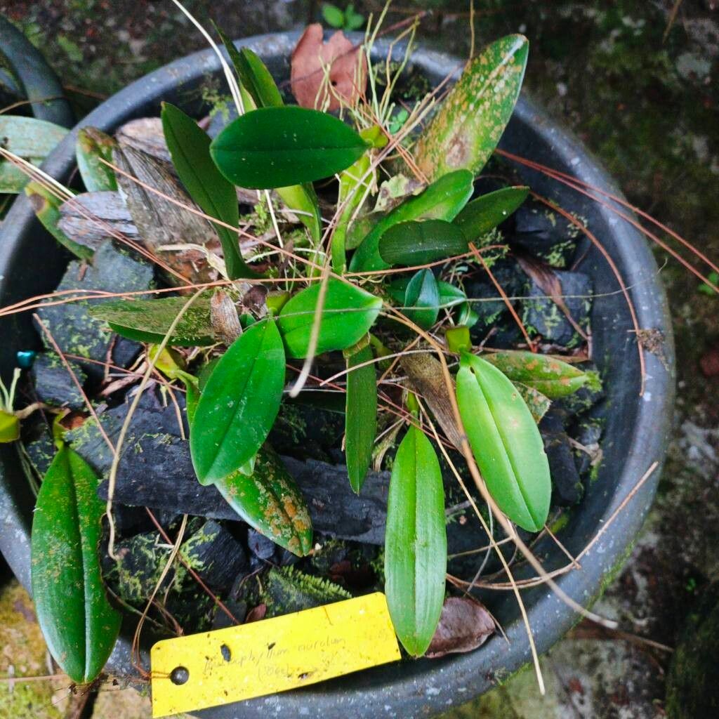 Bulbophyllum auratum — houseplant care guide