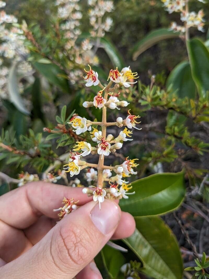 Miconia stenostachya flower