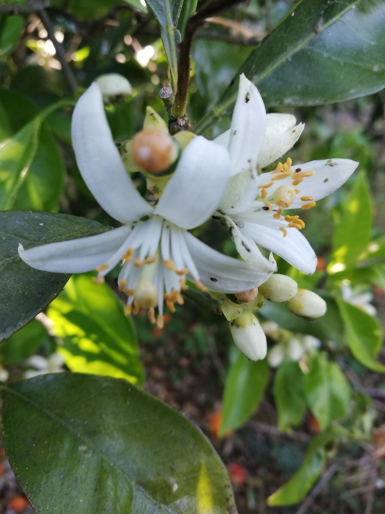 Citrus sinensis flower