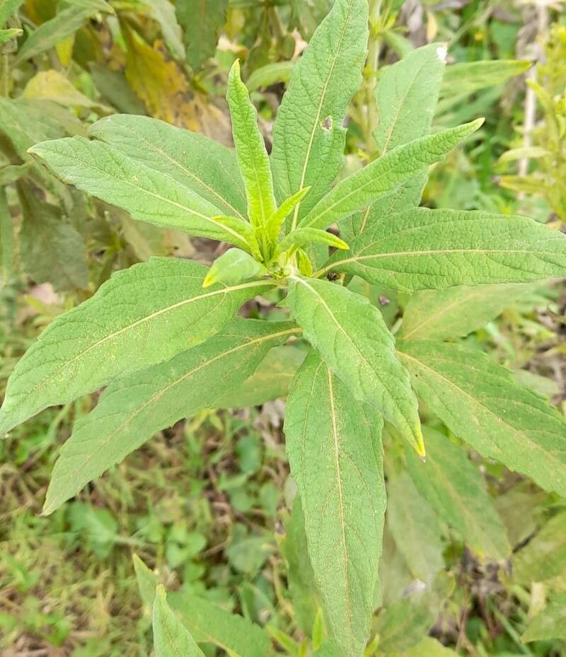 Aldama helianthoides — houseplant care guide