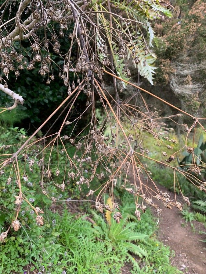 Sonchus canariensis fruit
