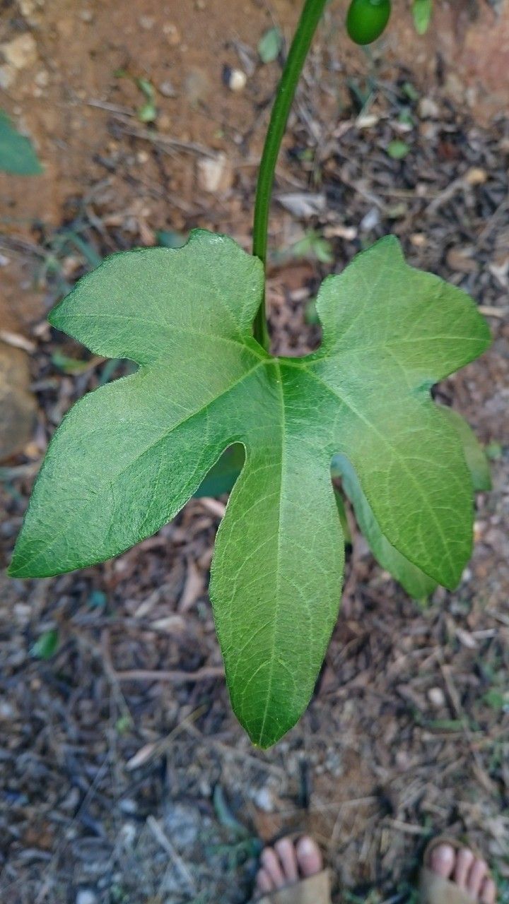 Cayaponia americana — search result for 'Cucurbitaceae'