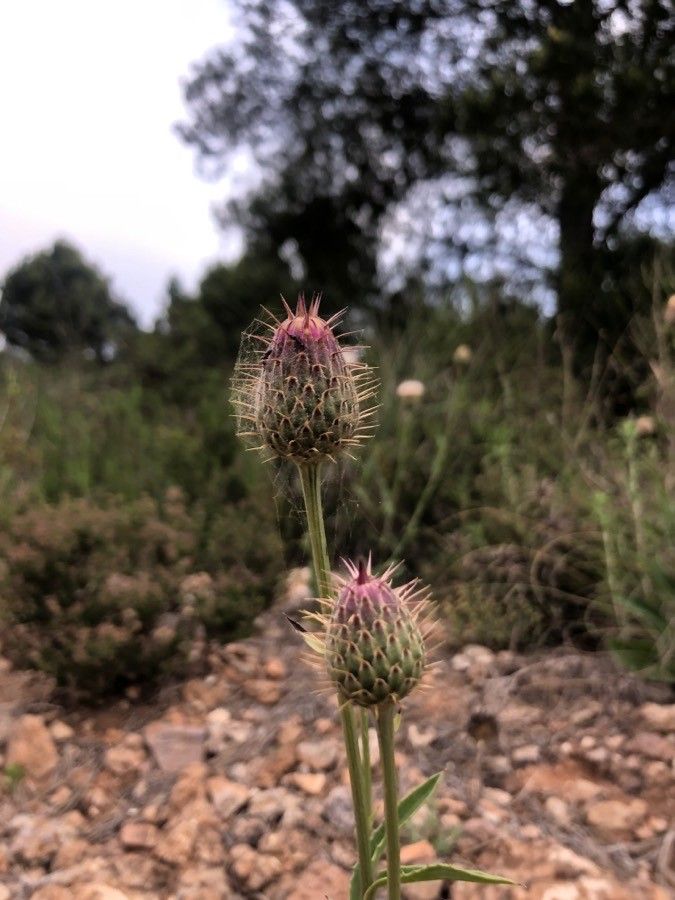 Carduus occidentalis flower