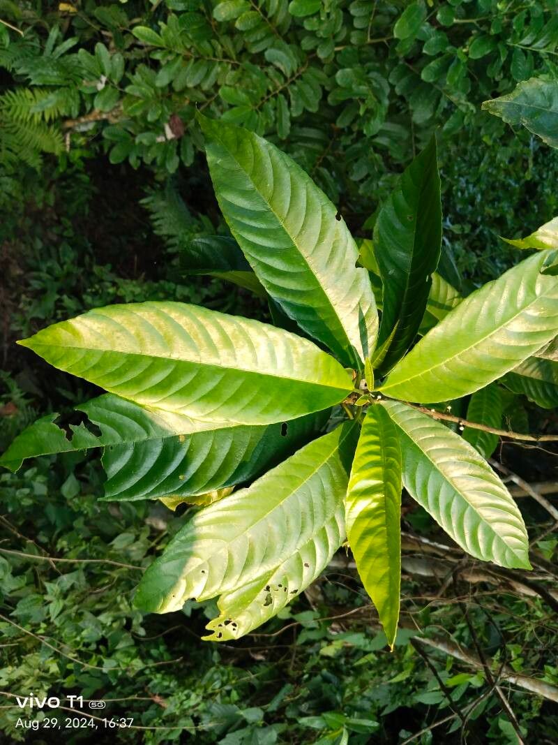 Saurauia roxburghii leaf