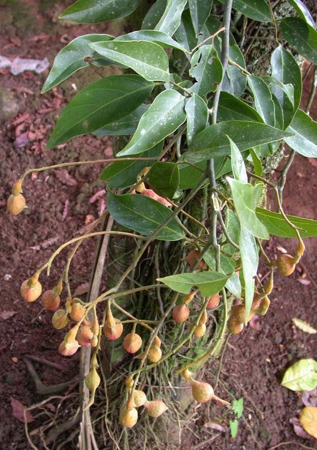 Ormosia intermedia habit