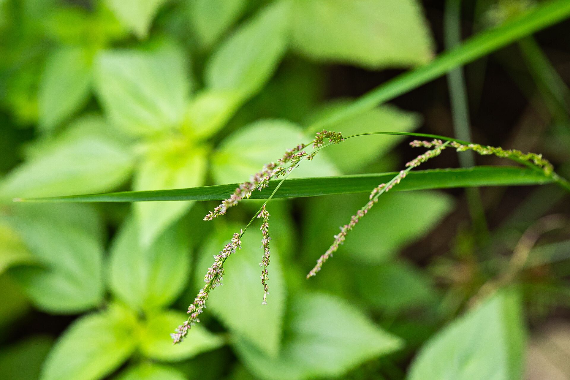 Steinchisma hians fruit