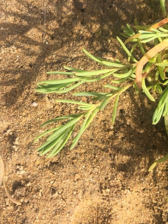 Suaeda maritima leaf