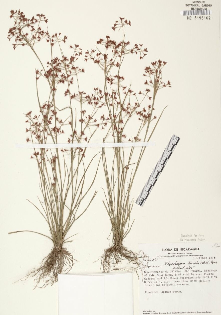Rhynchospora hirsuta other