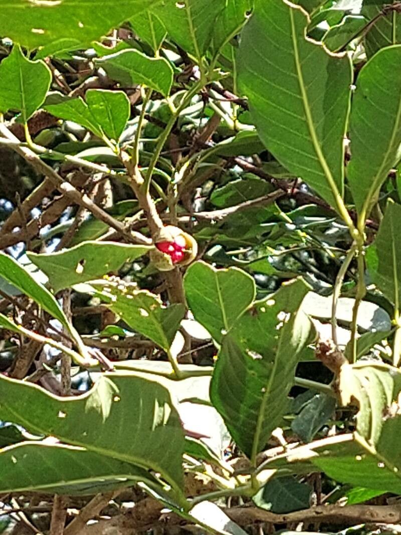 Trichilia martiana leaf