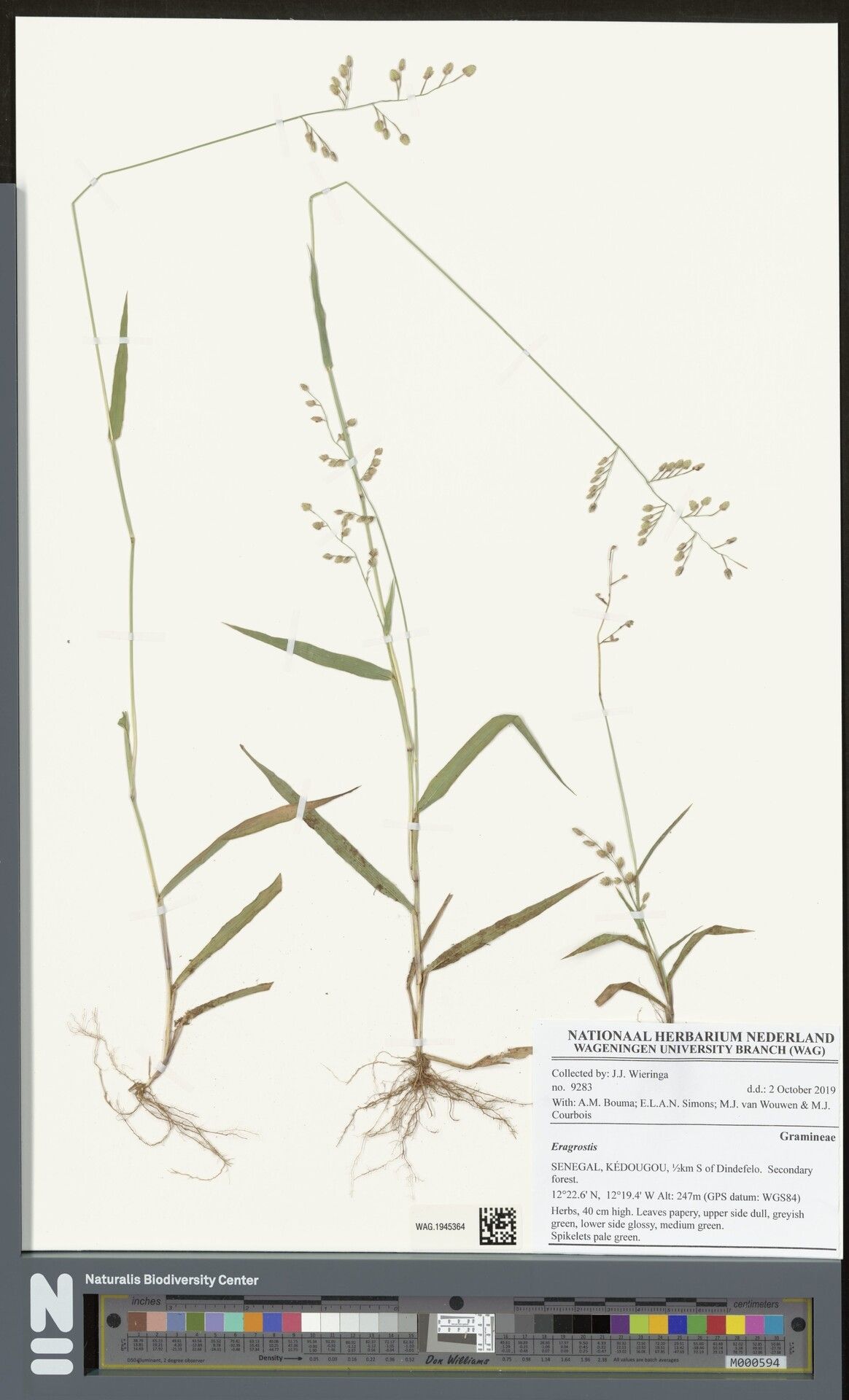 Eragrostis turgida — search result for 'Eragrostis'