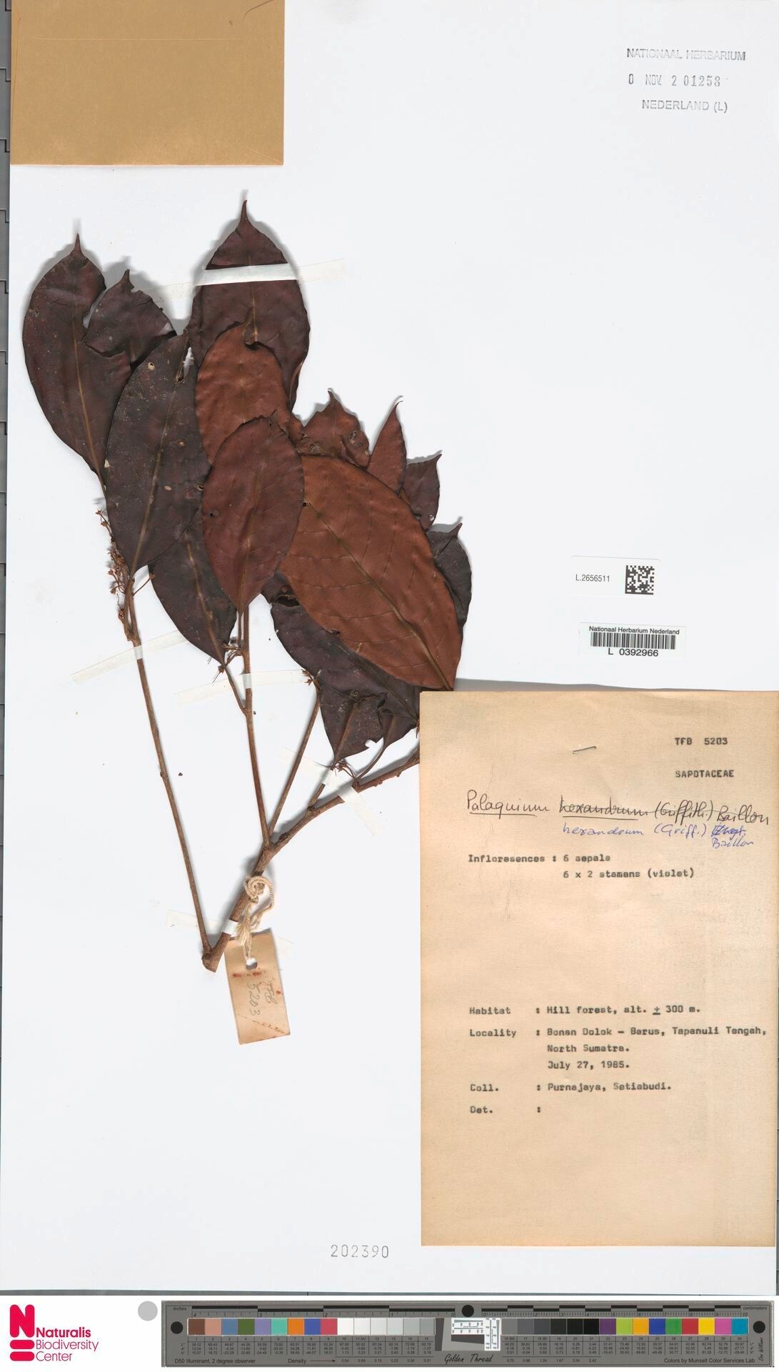 Palaquium hexandrum — related species from the same genus