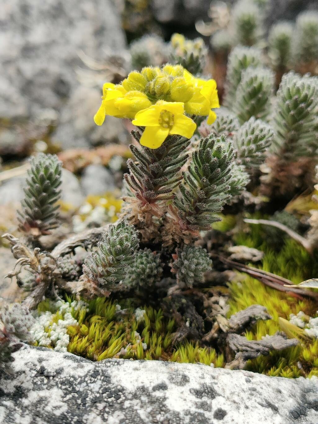 Draba litamo flower