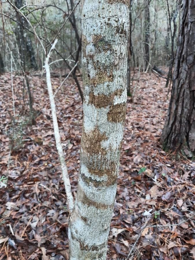 Osmanthus americanus bark