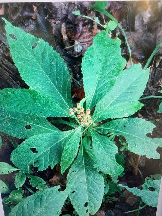 Pluchea camphorata habit