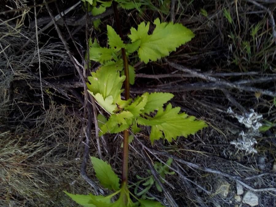 Scrophularia californica