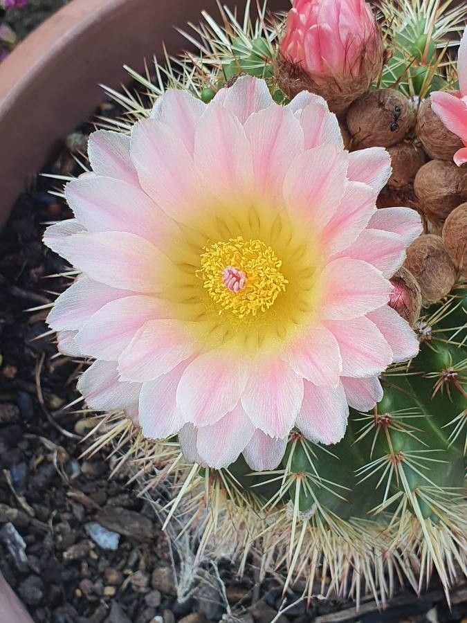 Coryphantha macromeris flower