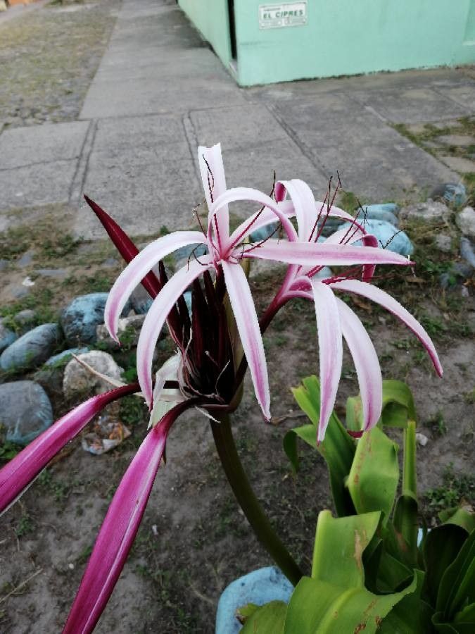 Crinum zeylanicum — search result for 'Crinum'