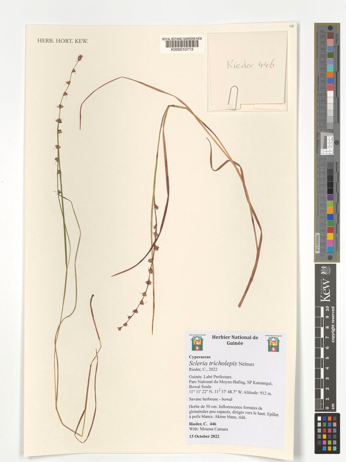 Scleria tricholepis — houseplant care guide