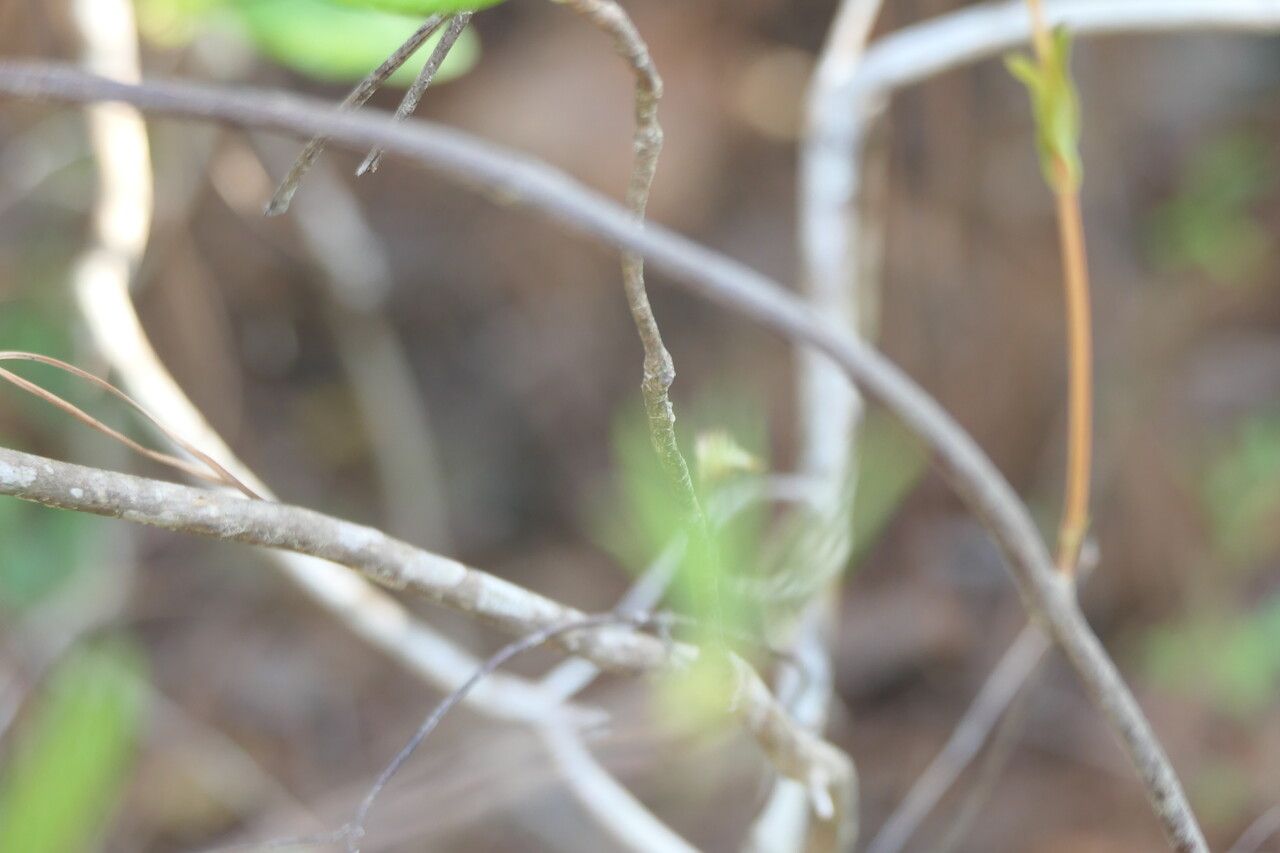 Rhododendron canescens bark