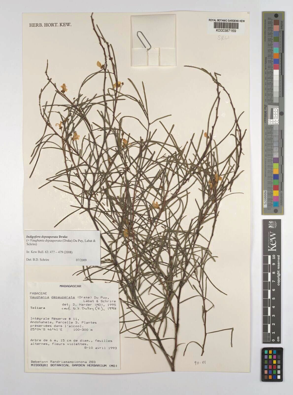 Vigna microsperma — search result for 'Vigna'