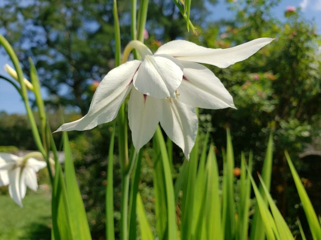 Gladiolus murielae habit