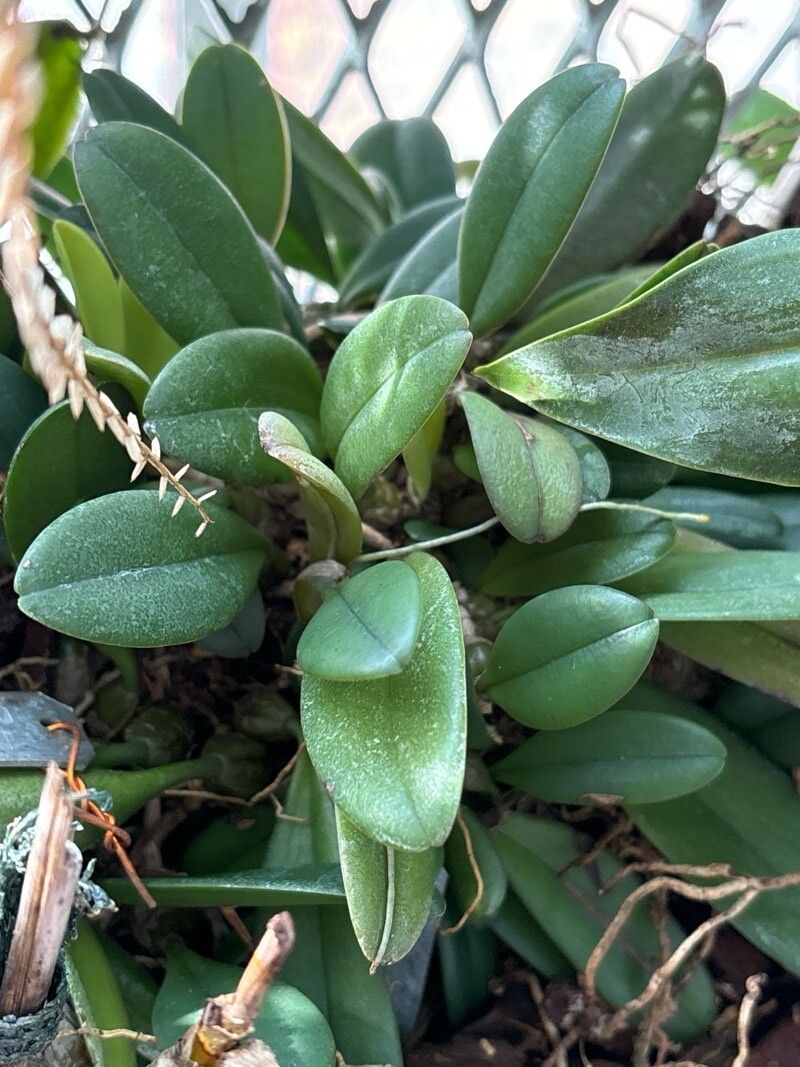 Bulbophyllum roxburghii leaf