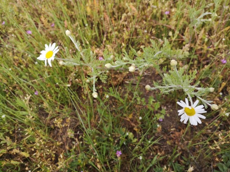 Anthemis ruthenica flower