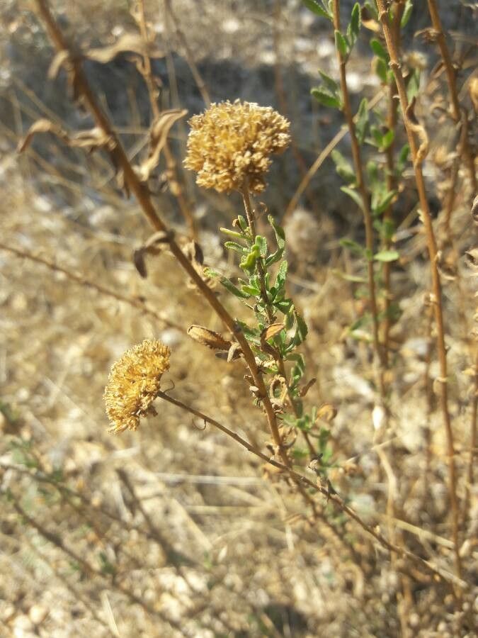 Achillea ageratum leaf