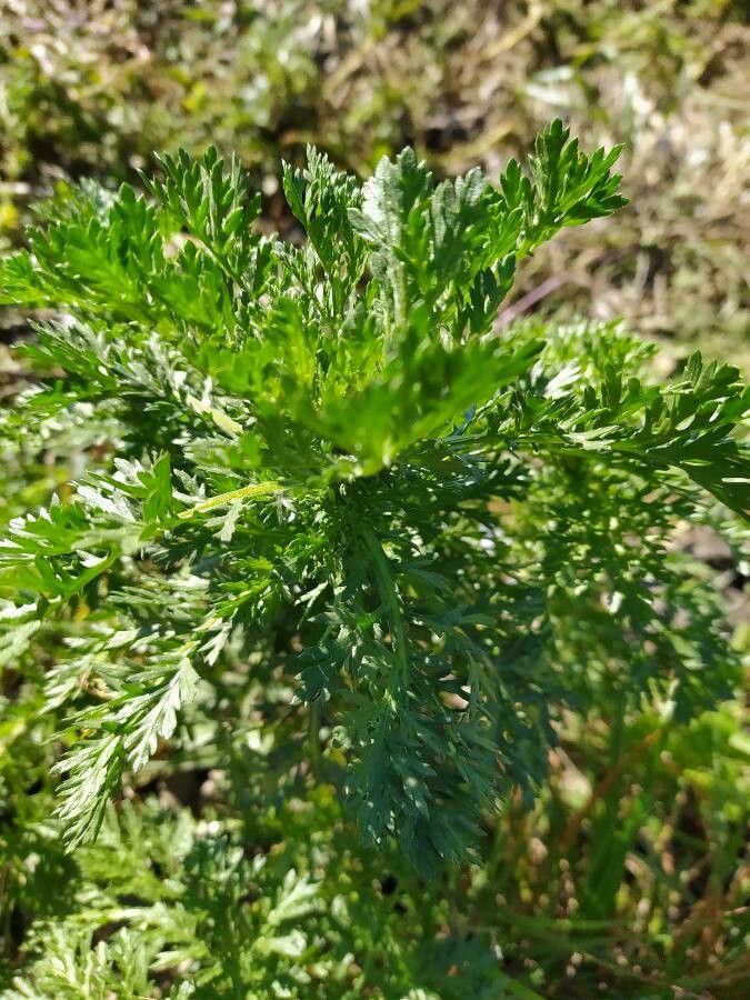 Chrysanthemum coronarium